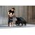 Велоприцеп Thule Chariot Sport1, детский, одноместный, MidnBlack, 10201021, изображение 3от магазина НаВелосипеде.рф Велоприцеп Thule Chariot Sport1, детский, одноместный, MidnBlack, 10201021, изображение 3 - НаВелосипеде.рф